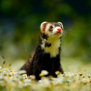 Might make some small animal hammocks